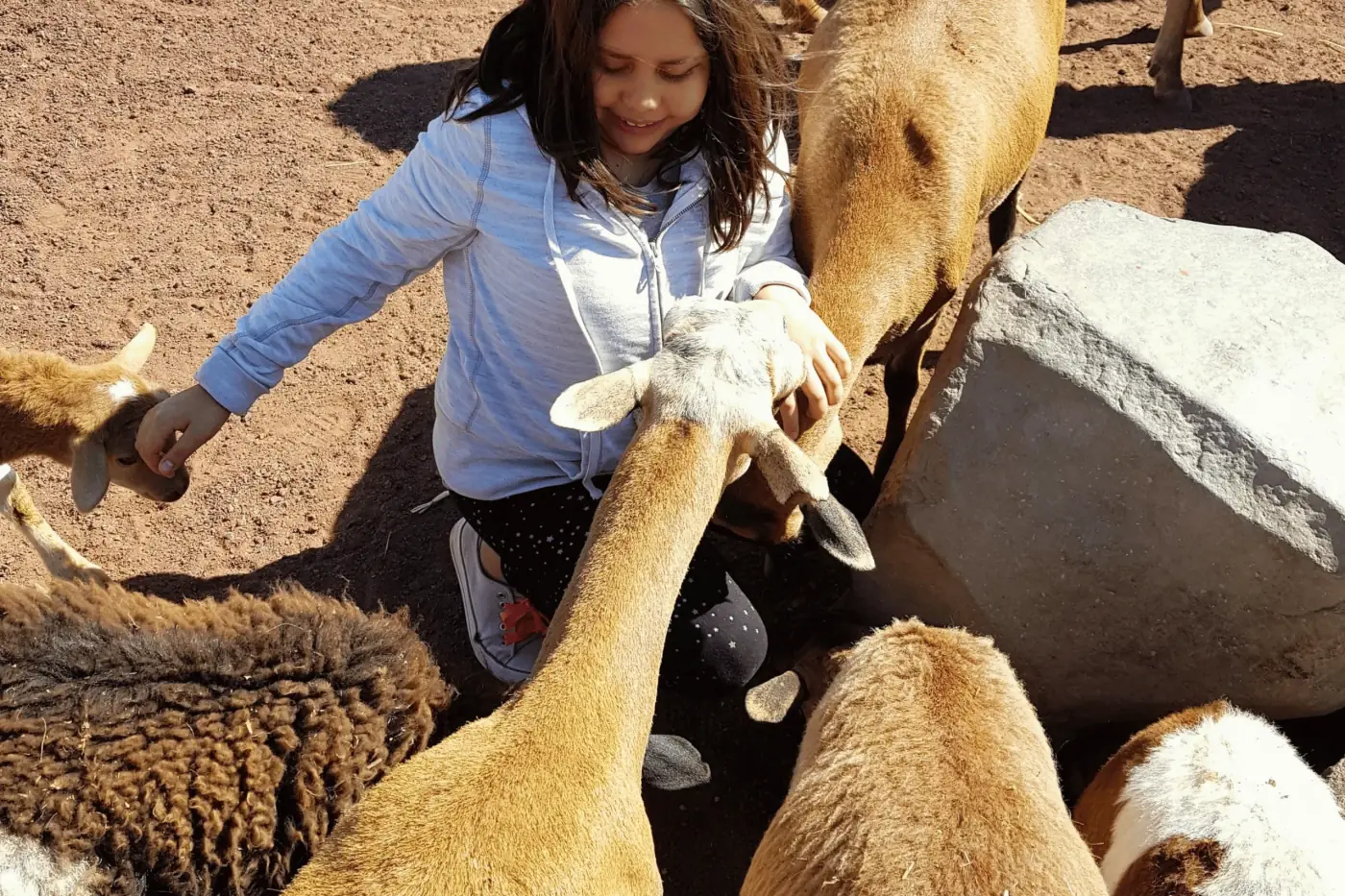 Alimentando a los animales
