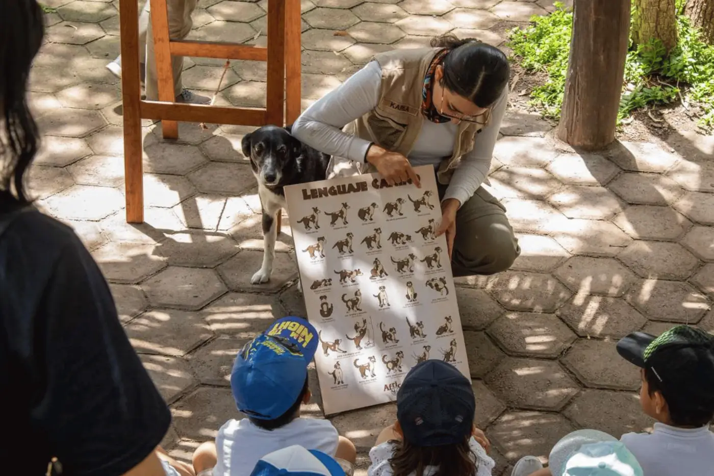Explicación de animales