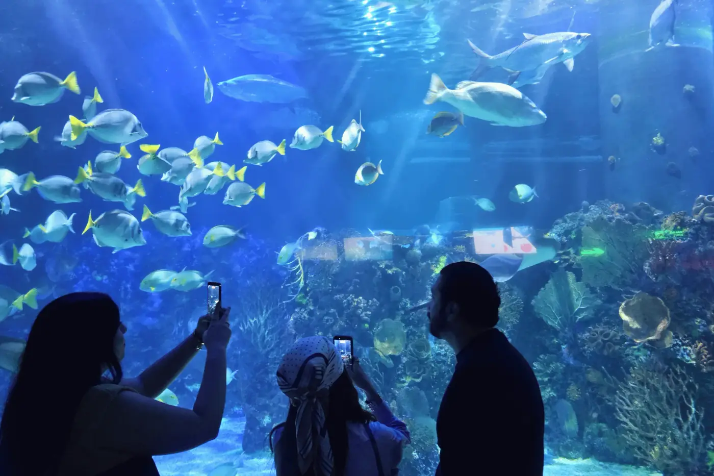 Personas tomando fotos a peces