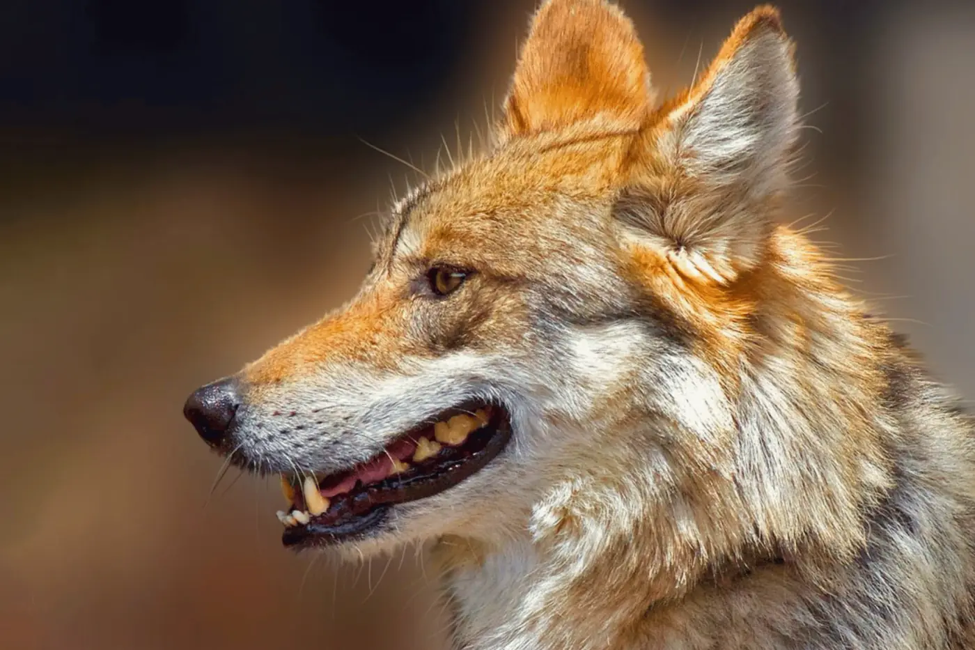 Lobo mexicano
