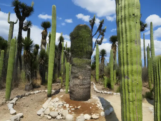 Bisnaga gigante