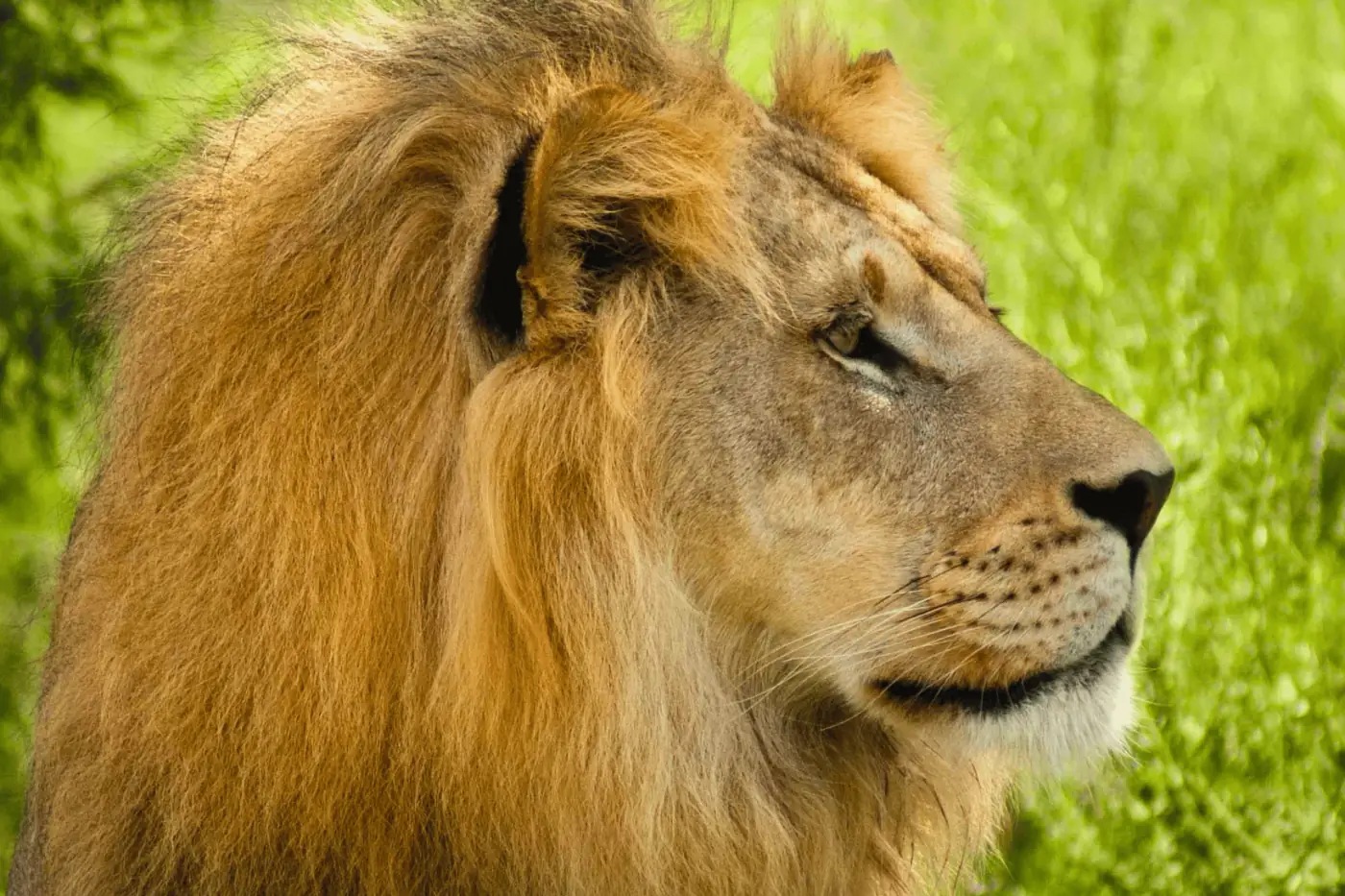 Un león descansando