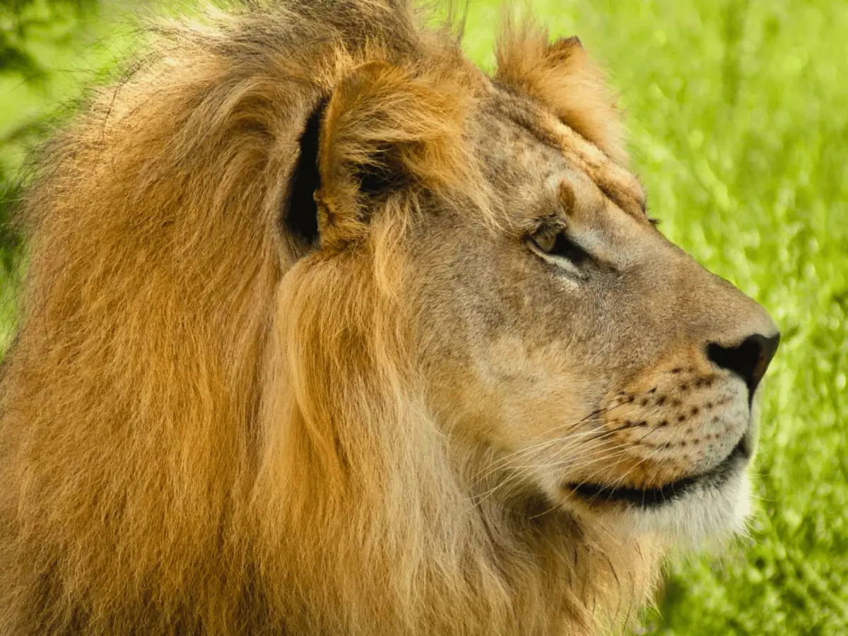Un león descansando