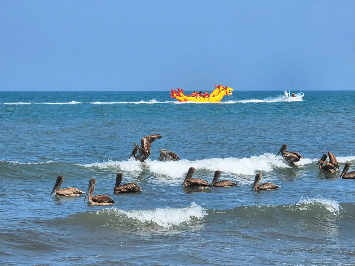 Gaviotas en la playa