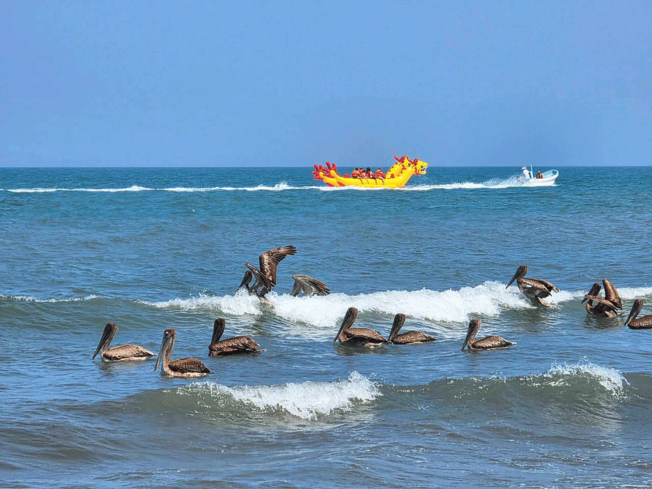 Gaviotas en la playa