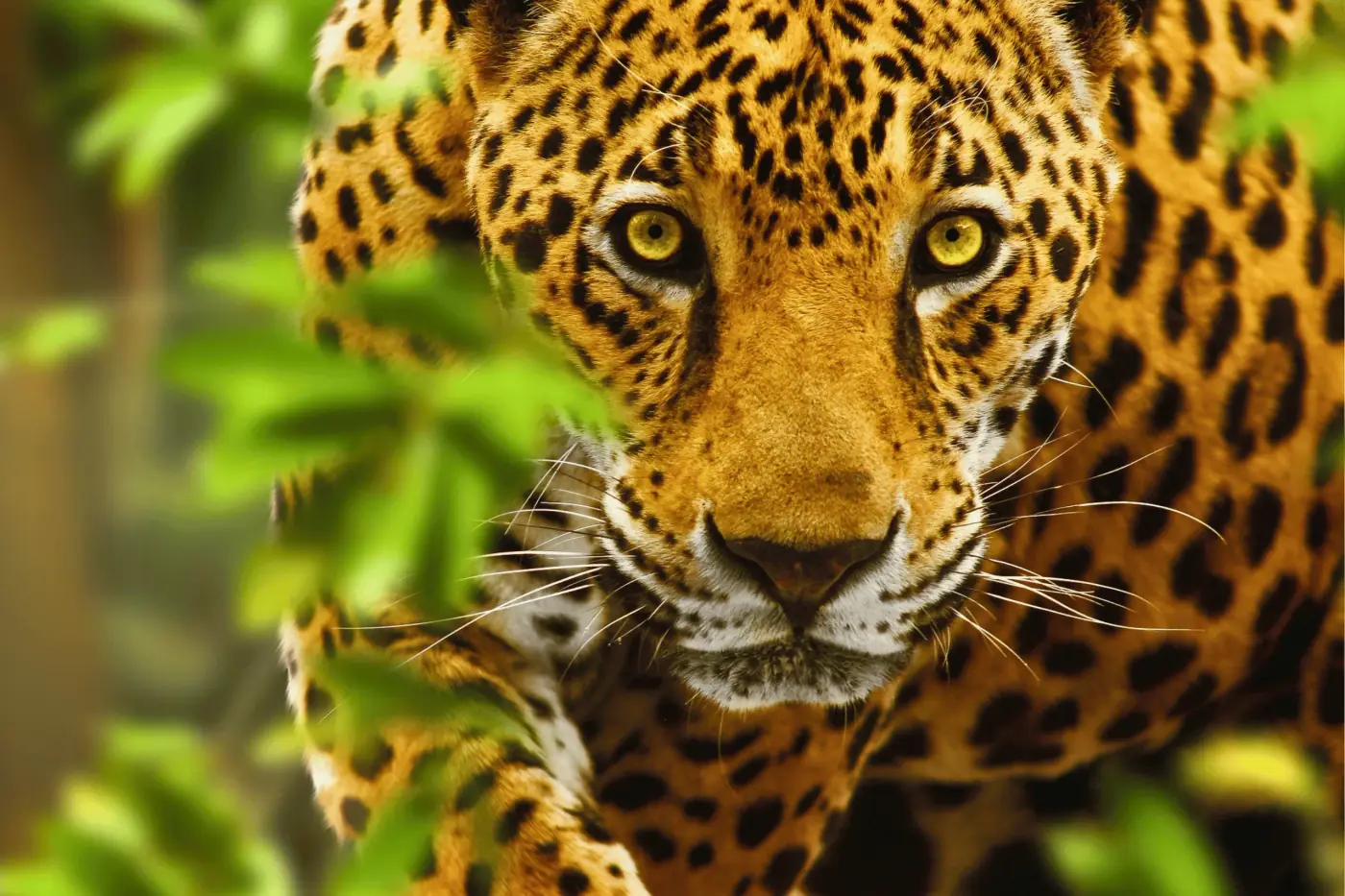 Un jaguar viendo de frente