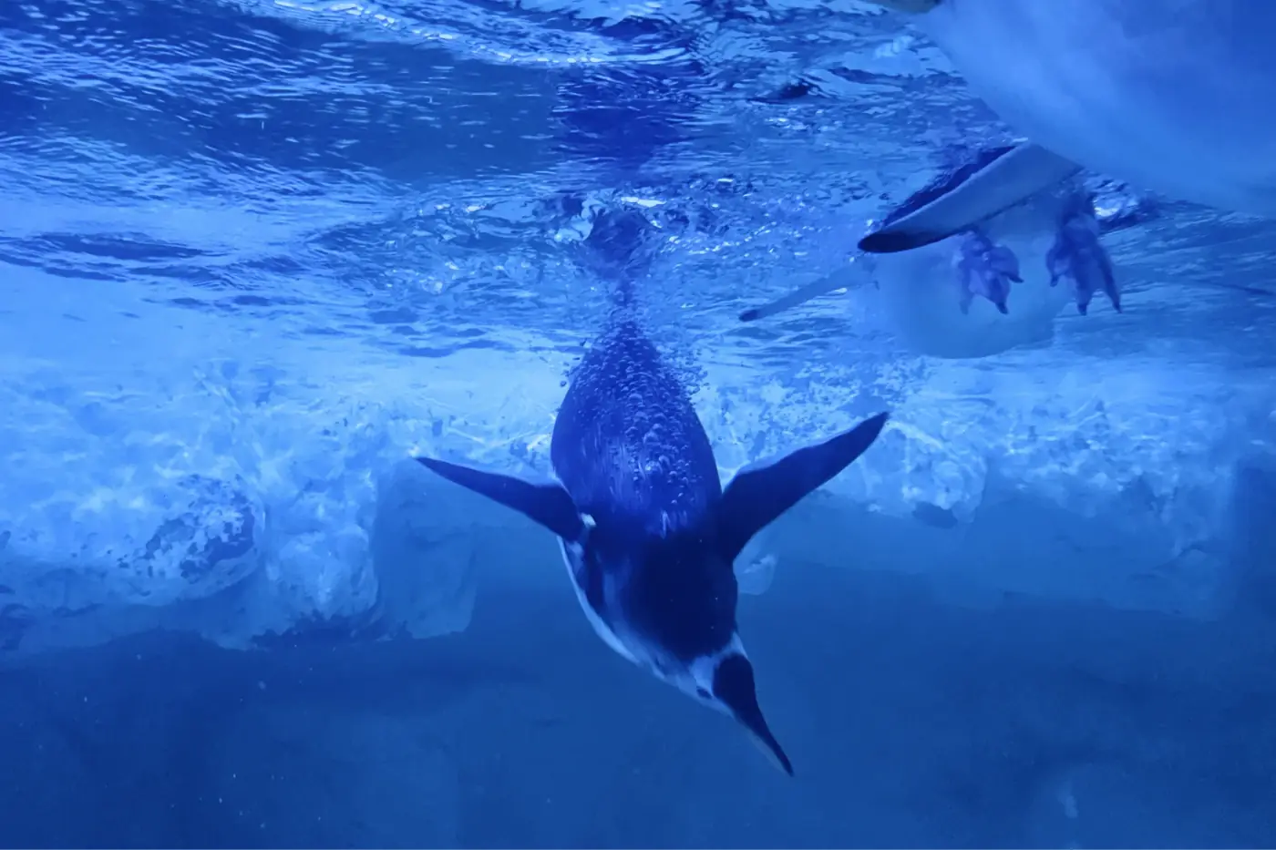 Pingüinos nadando