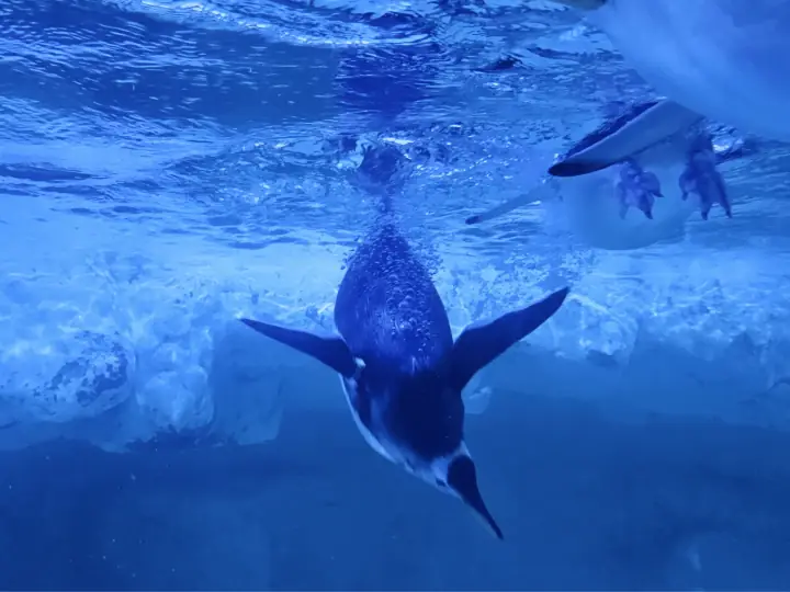 Pingüinos nadando