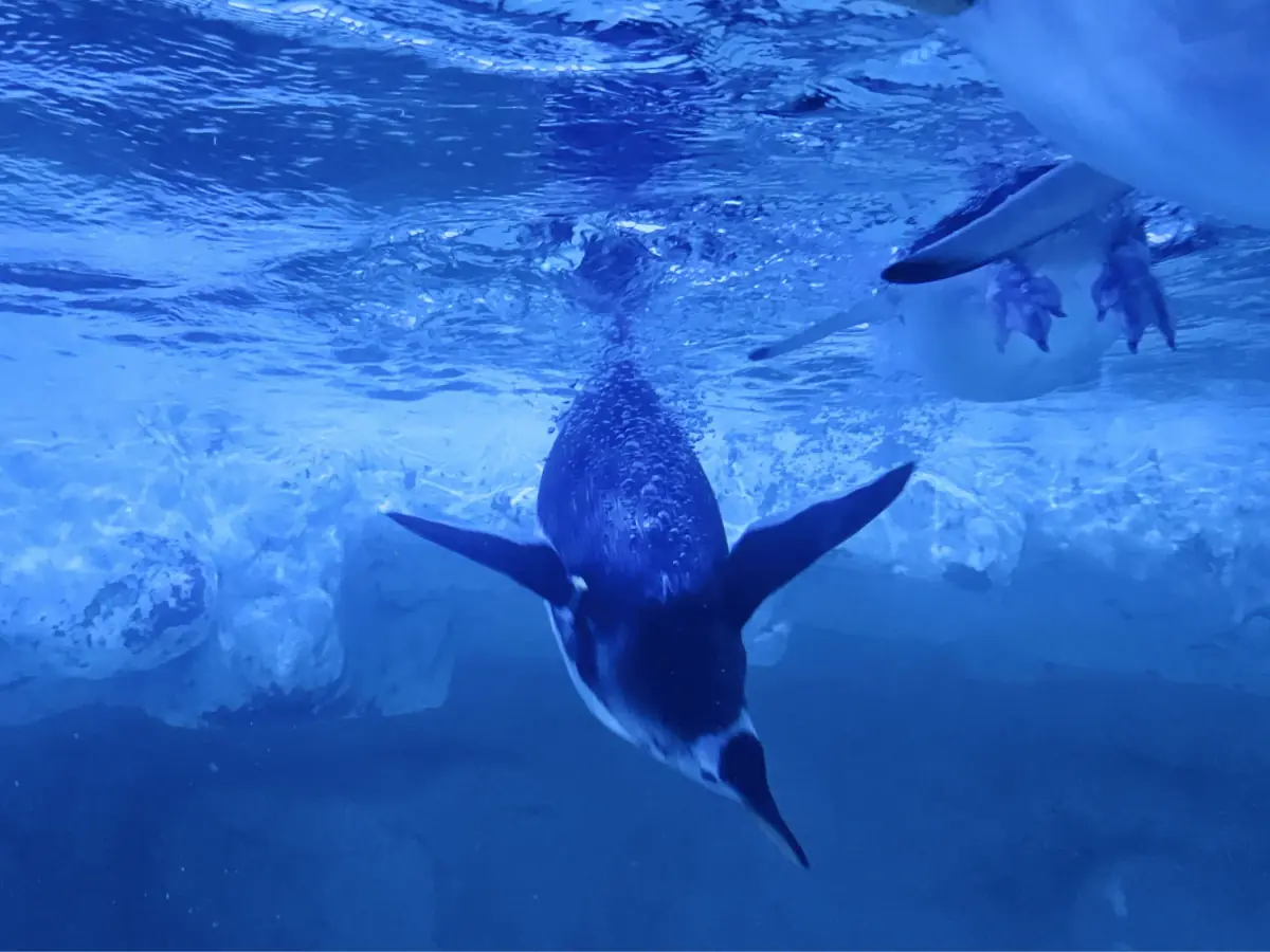 Pingüinos nadando