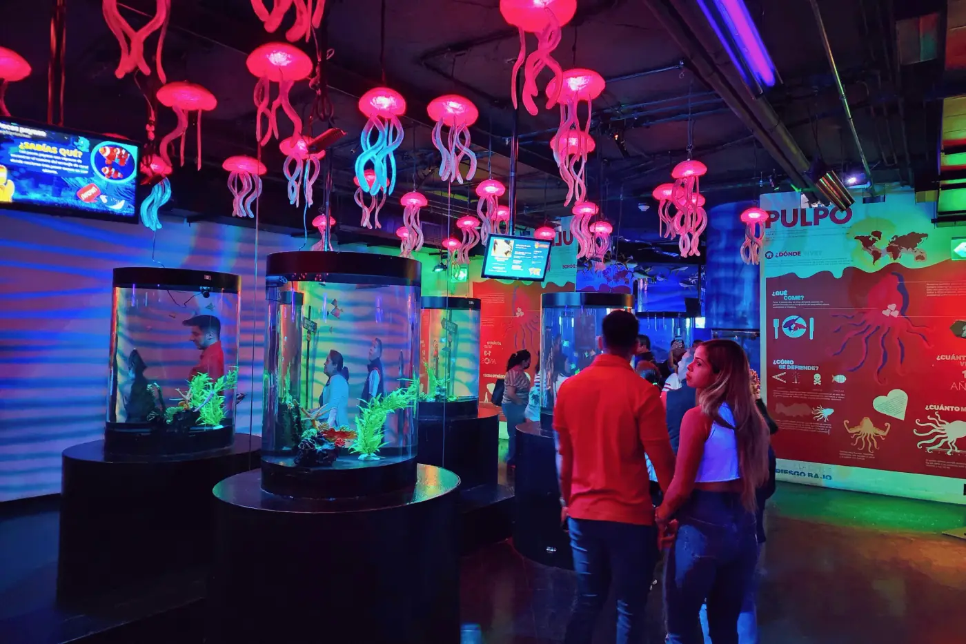 Peceras y medusas