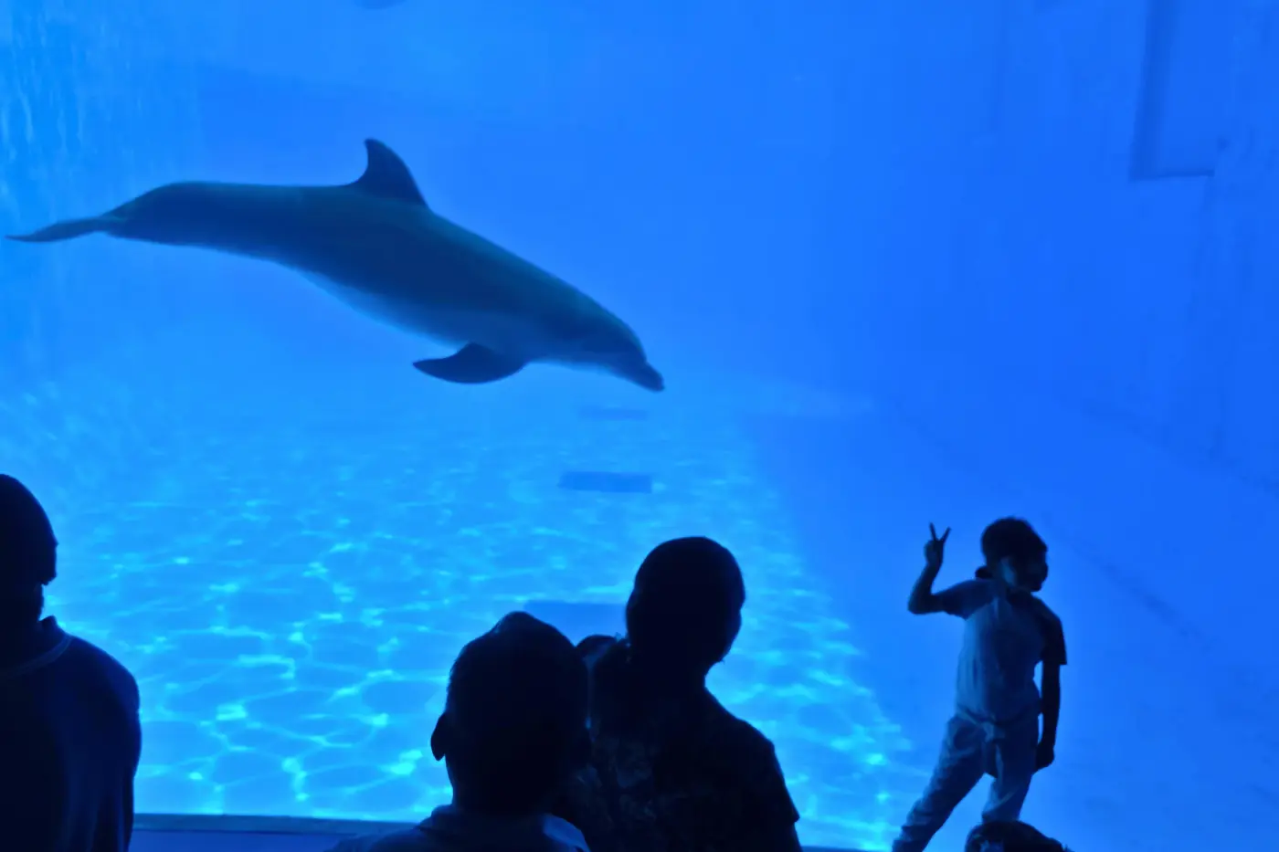 Delfin