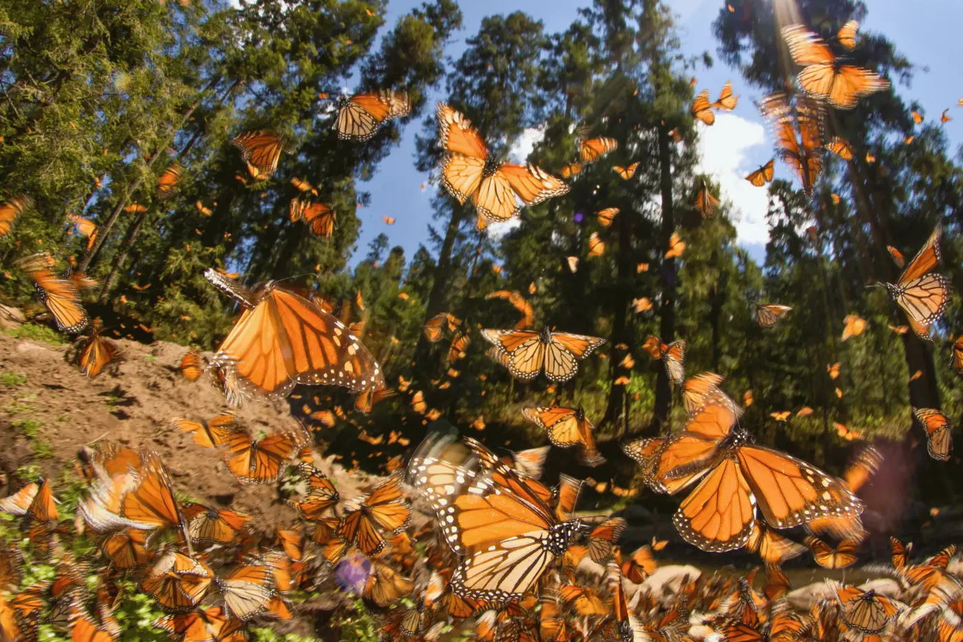 Mariposa Monarca