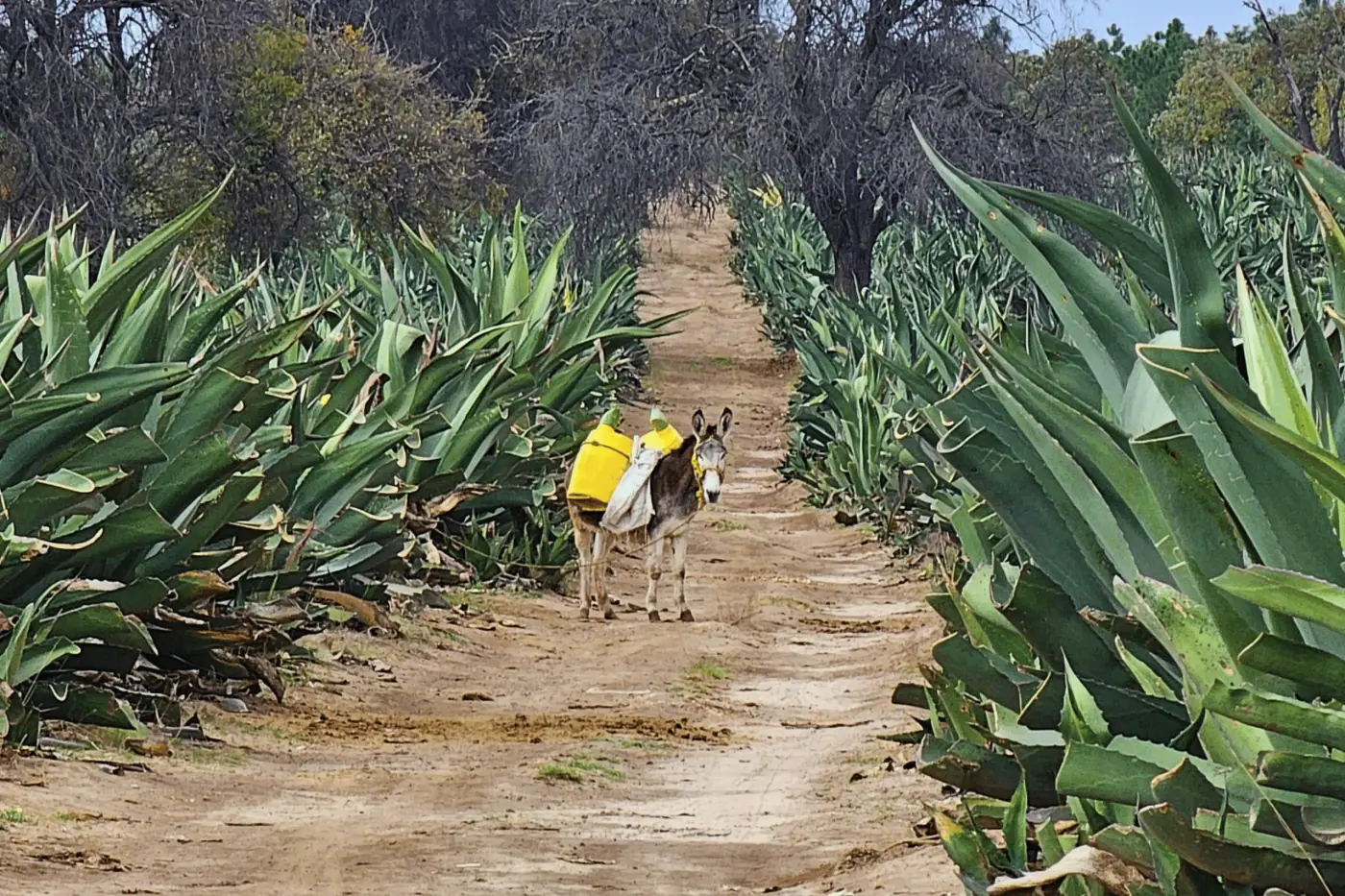 Burro tlachiquero