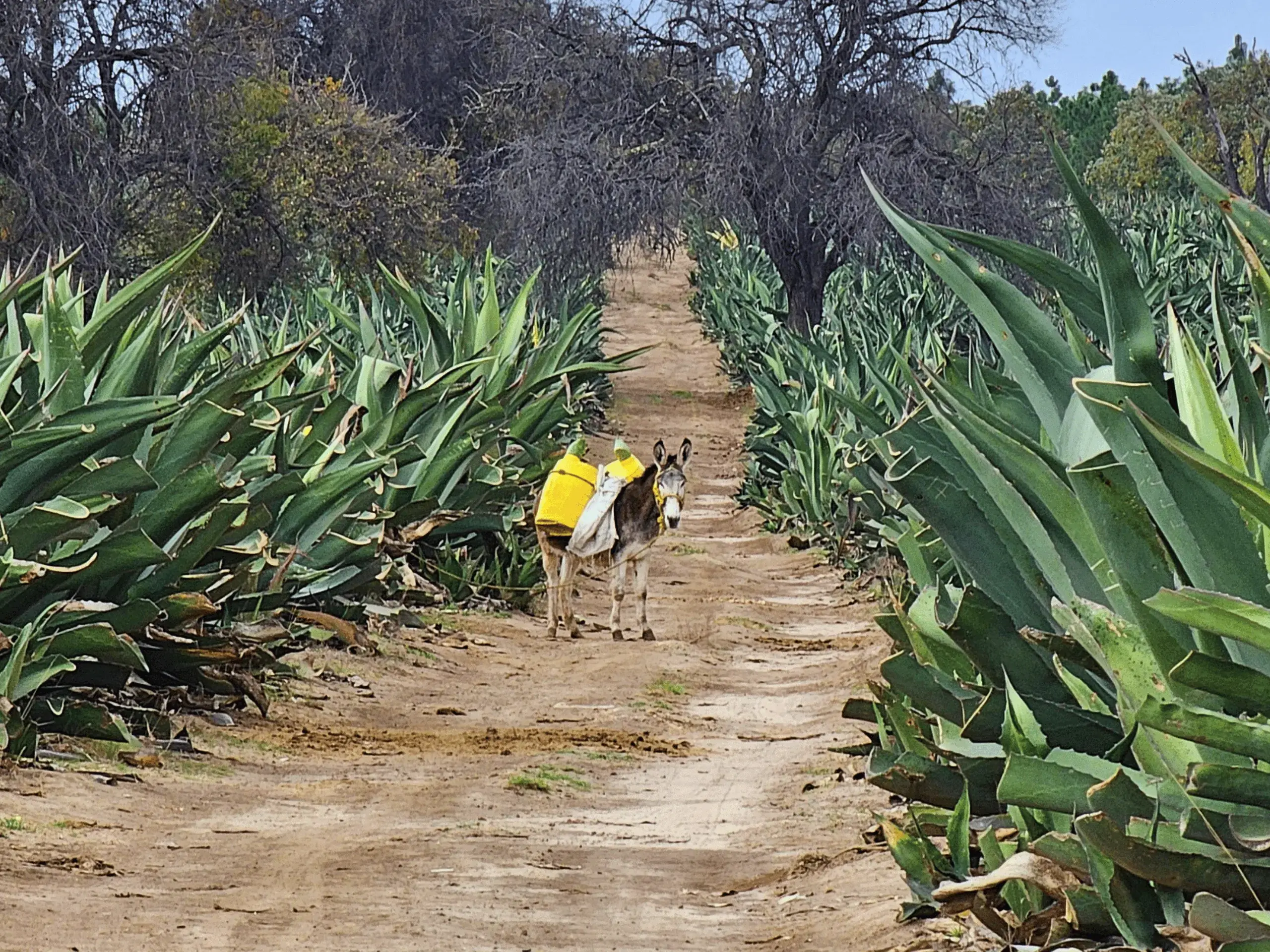 Burro tlachiquero