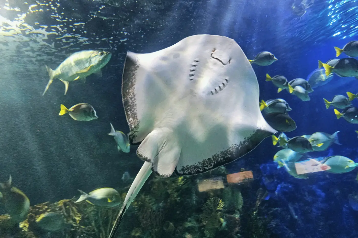 Una mantarraya en el cristal