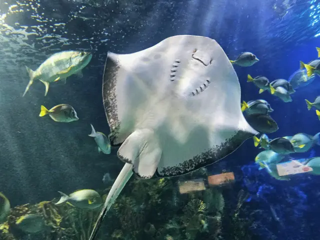 Una mantarraya en el cristal