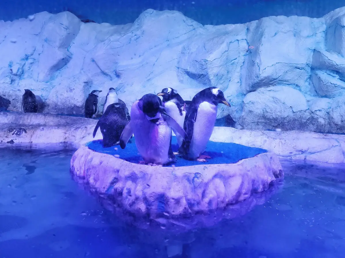 Pingüinos