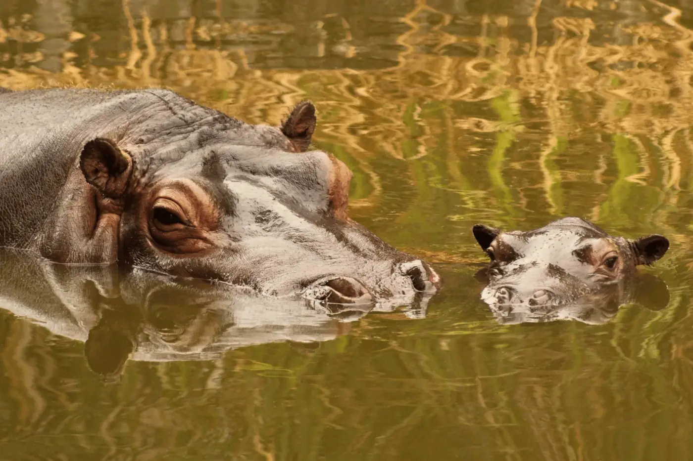 Hipopótamos en el agua