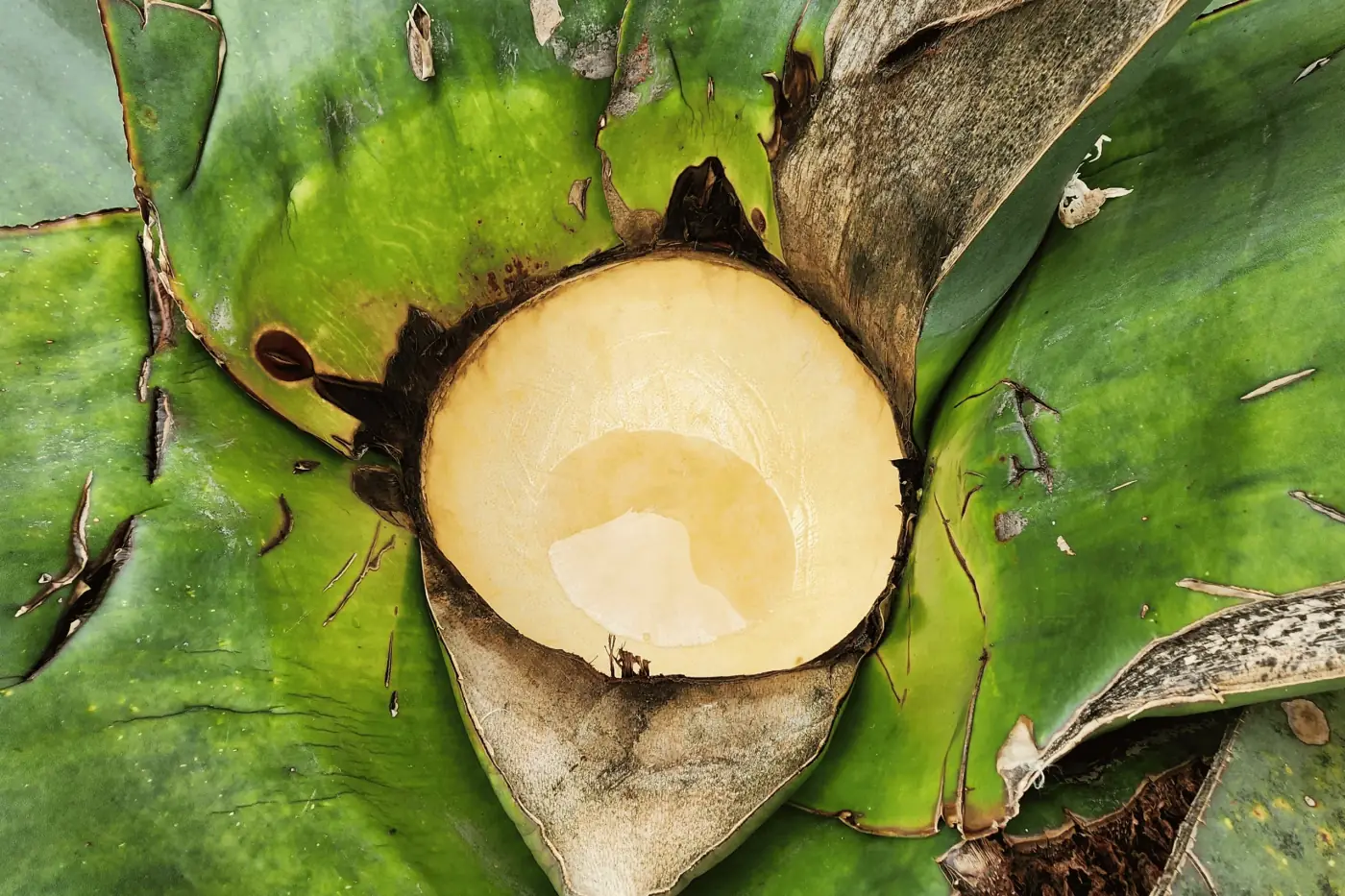 Raspado de agave