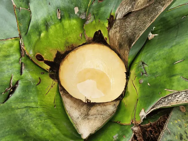 Raspado de agave