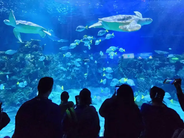 Tortugas