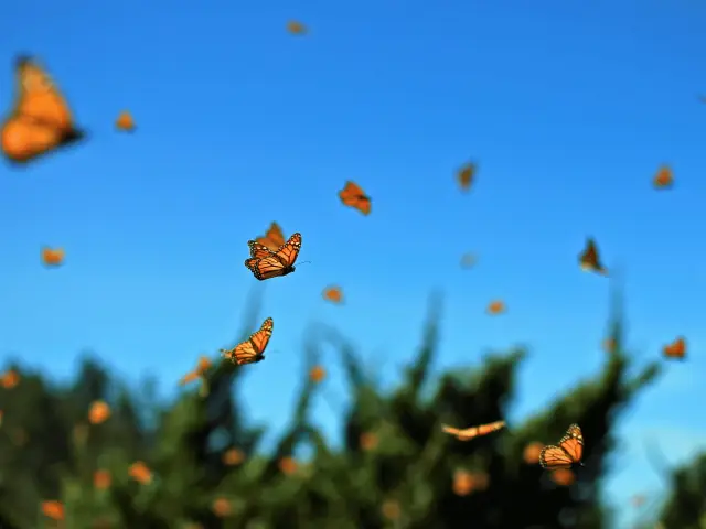 Mariposas volando