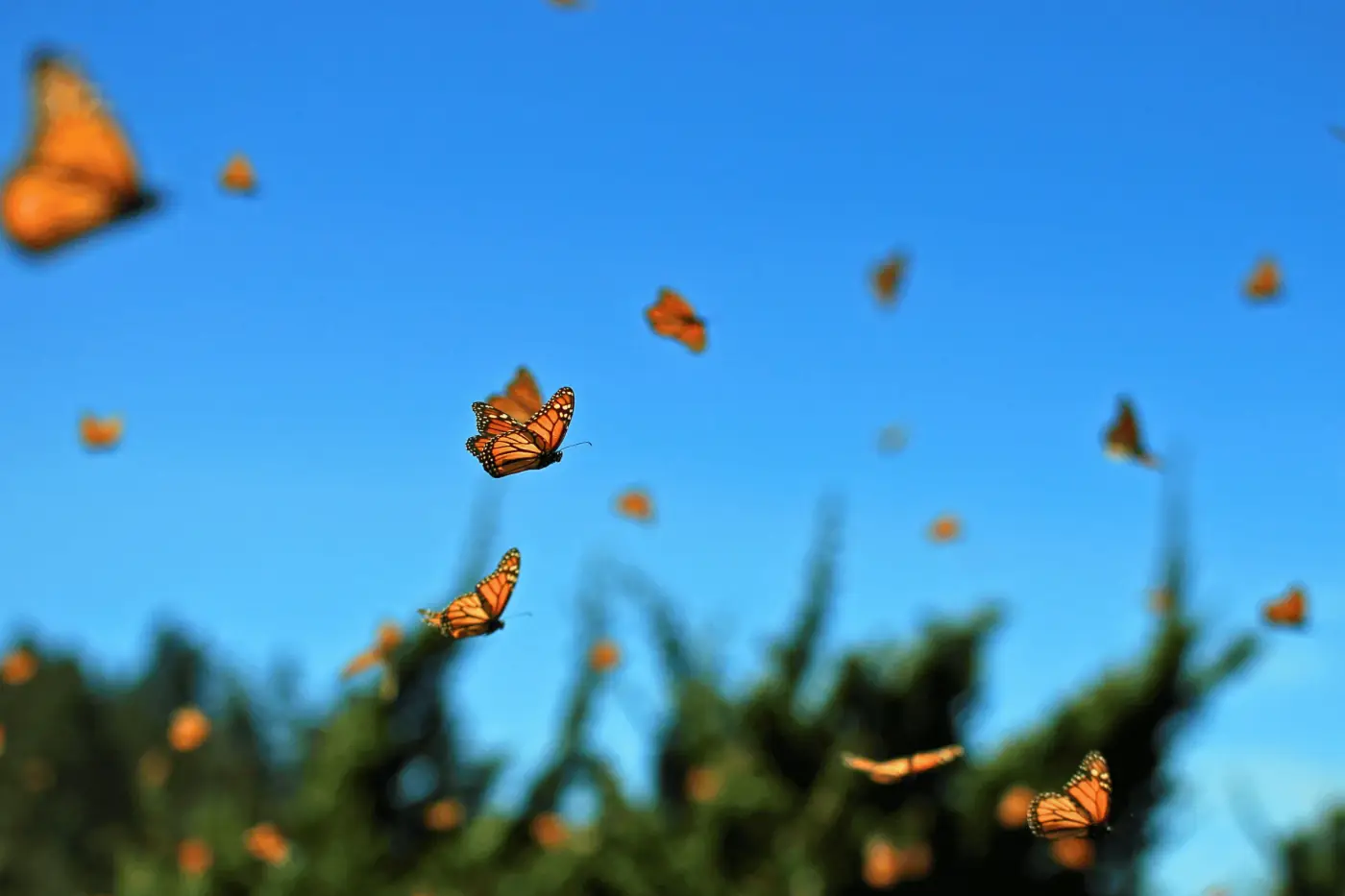 Mariposas volando
