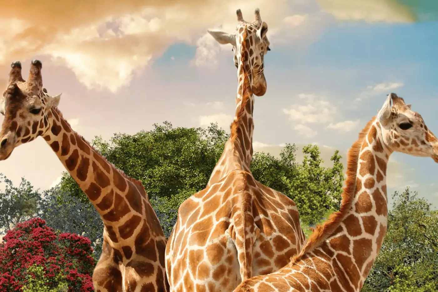 Tres jirafas