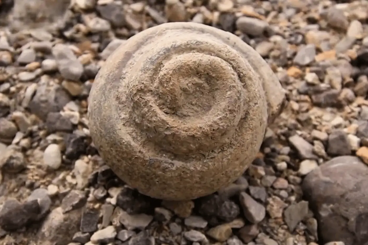 Fósil