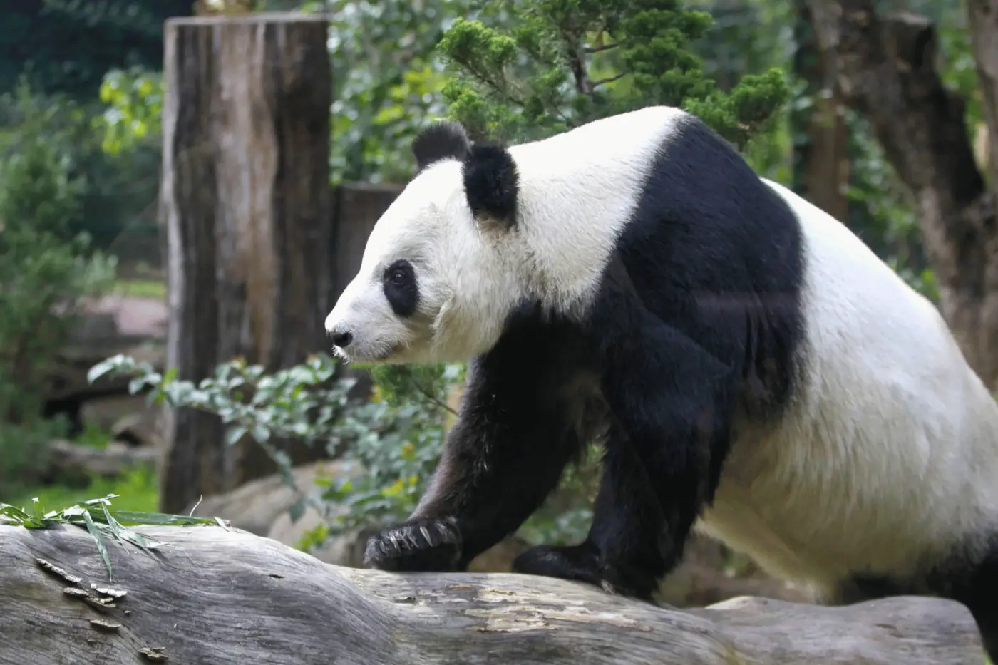 Panda del zoológico