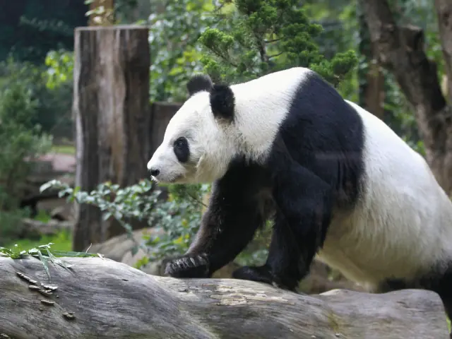Panda del zoológico