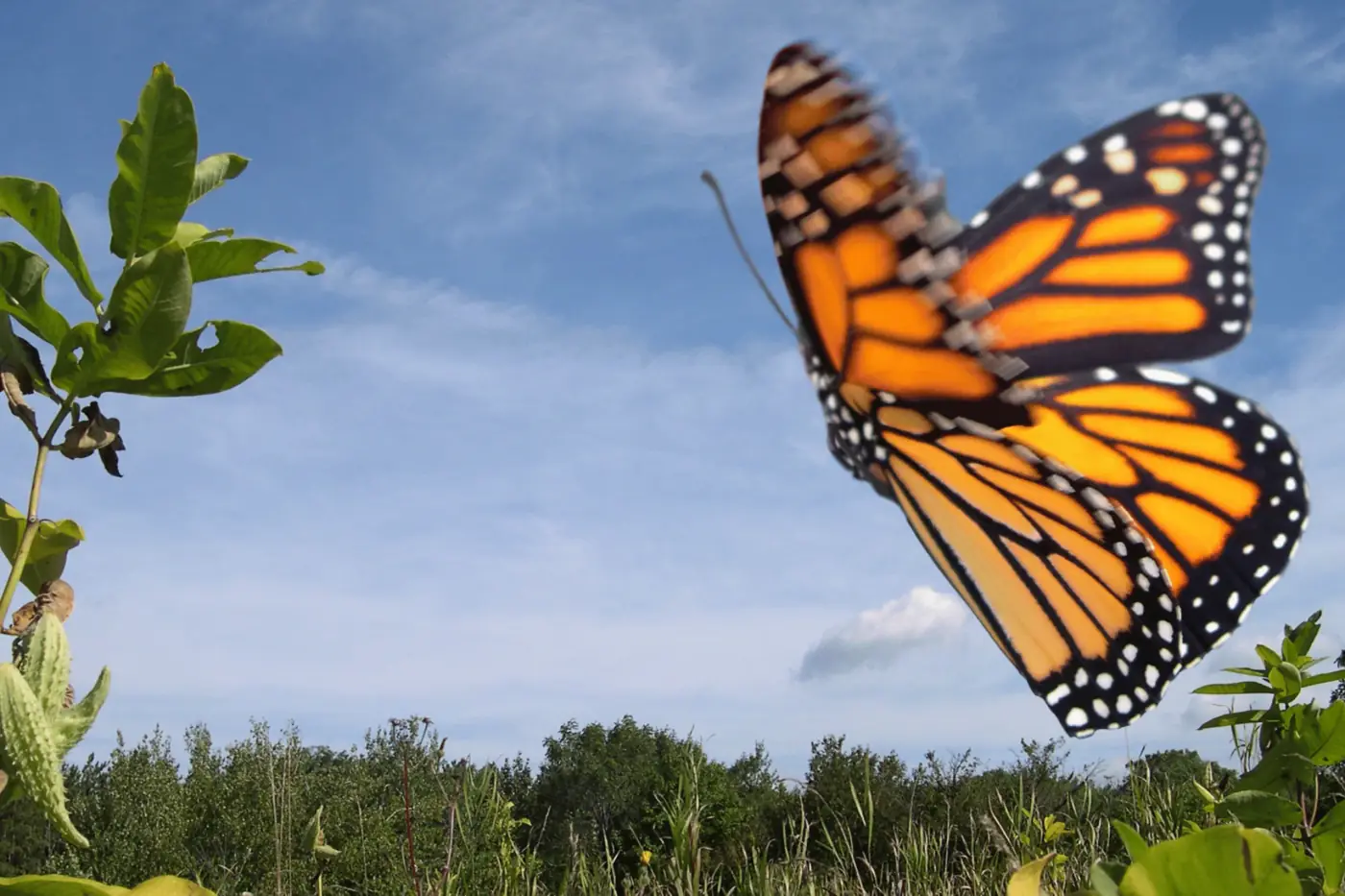 Mariposa Monarca