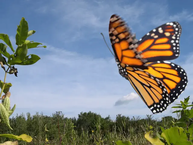 Mariposa Monarca