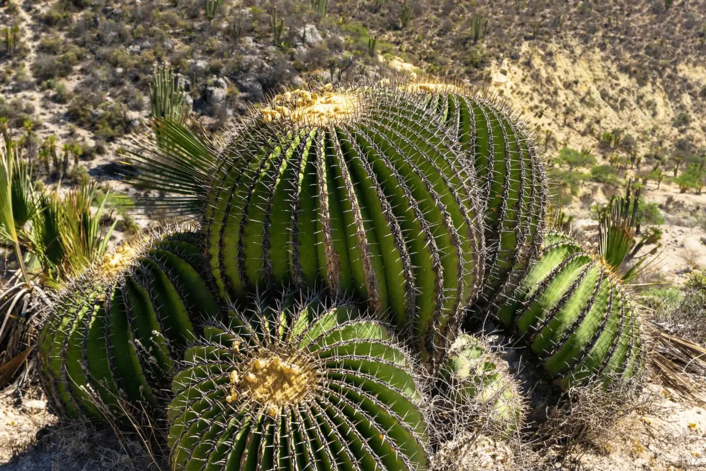 Cactáceas